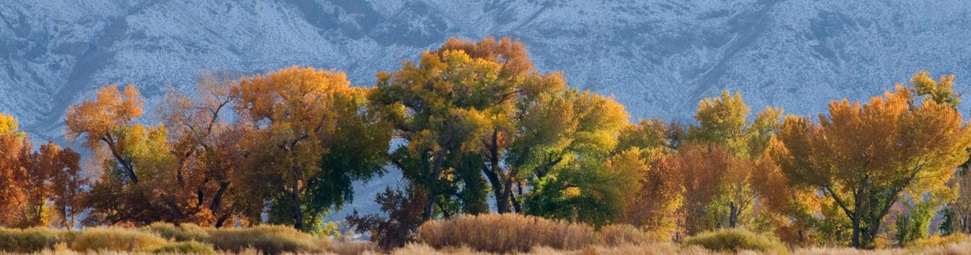 Trees in Lyon county in the fall